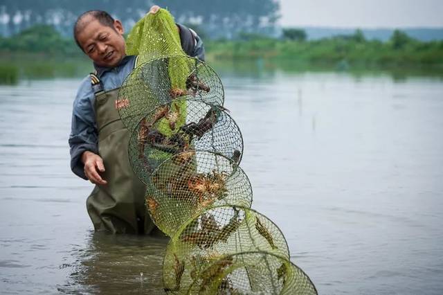 小龙虾不油炸出产线红了吗？